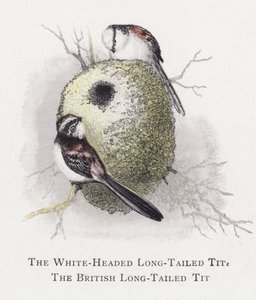 The White-Headed Long-Tailed Tit, The British Long-Tailed Tit